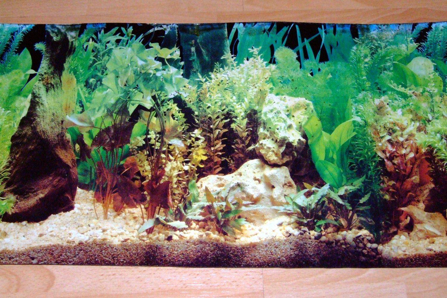 photo-graphimata: Aquarium Hintergrund mit 2